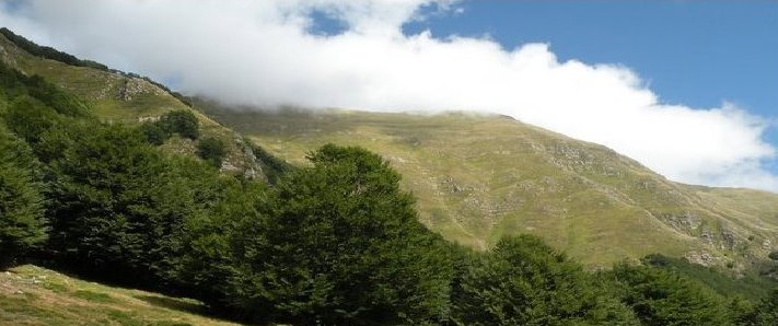 Risultati immagini per bosco san silvestro